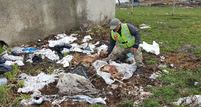 Arnavutköy’de çok sayıda köpek cesedi bulundu
