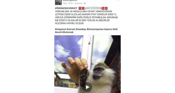 Ekiplerin yasadışı maymun satan kişiyi yakalama anı kamerada