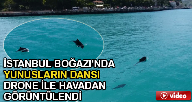 Yunus balıklarının İstanbul boğazındaki halleri ilgi çekti