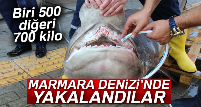 Marmara denizinde 2 köpek balığı yakalandı