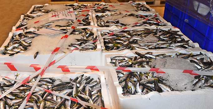Yasal boy sınırı altında avlanan 21 ton balığa el konuldu