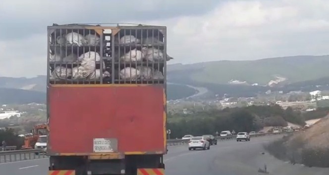 Kamyonette taşınan hindilerin eziyetli yolculuğu