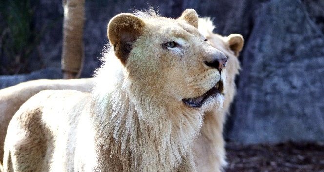 Beyaz aslanlar ilk kez Türkiye’de Tuzla’da misafirlere gösterilmeye başladı