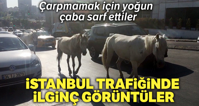 Kadıköy’de, trafikte başıboş atlar sürücüleri şaşkına çevirdi