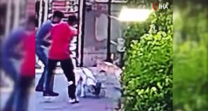 İstanbul’da pitbull yavru kediyi parçaladı