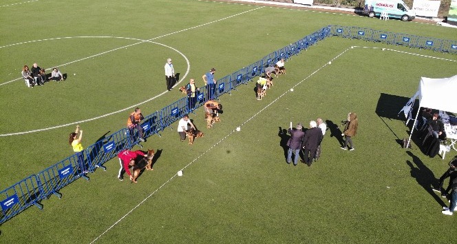 Alman çoban köpekleri Çekmeköy’de yarıştı