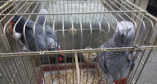 Düzenlenen operasyonda 11 tane Macaw papağanı ele geçirildi