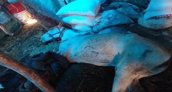 Büyükada’daki karantina altındaki atların içler acısı hali