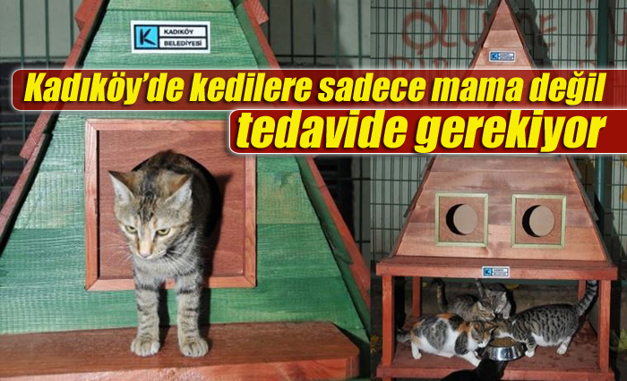 Kadıköy’de kedilere sadece mama değil tedavi de gerekiyor