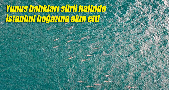 Yunus balıkları sürü halinde İstanbul boğazına akın etti
