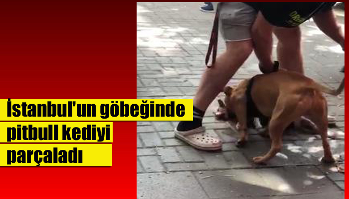 İstanbul’un göbeğinde ağızlıksız gezdirilen pitbull, kediyi parçaladı