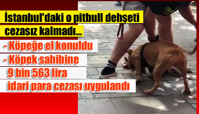 İstanbul’daki o pitbull dehşeti cezasız kalmadı