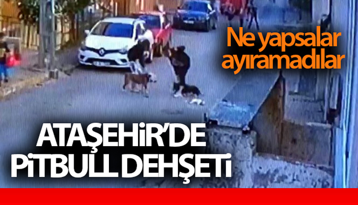 Ataşehir’de kaldırımda Pitbull cinsi köpeğin saldırısına uğrayan kedi öldü