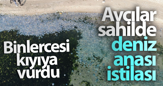İstanbul’da sahilde binlerce dev deniz anası kıyıya vurdu