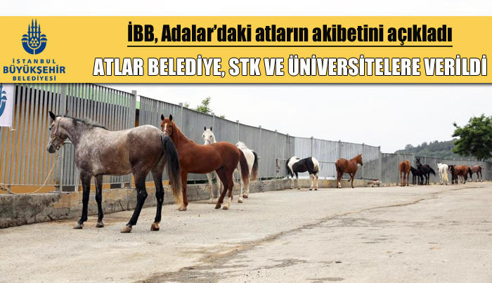 İBB, Adalar’daki atların akibetini açıkladı; Atlar, Belediyelere, Stk ve Üniversitelere verildi!