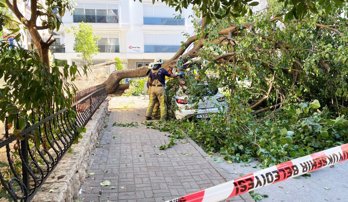 Kadıköy’de dut ağacı park halindeki otomobilin üzerine devrildi