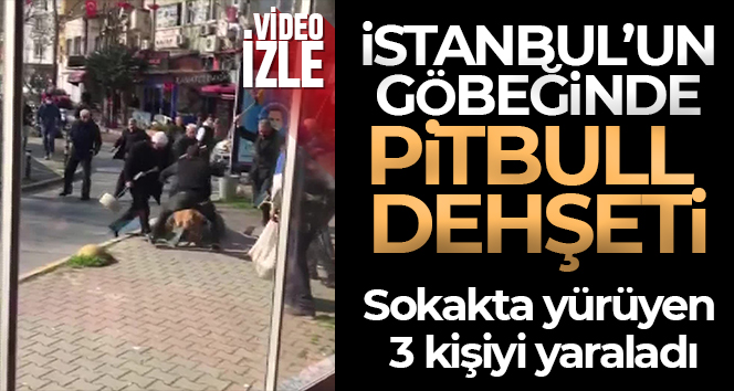 İstanbul’un göbeğinde tasmasız pitbull dehşeti 3 kişiyi yaraladı