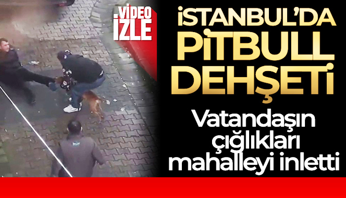 İstanbul’da pitbul dehşeti, pitbulun ısırdığı genci zor kurtardılar