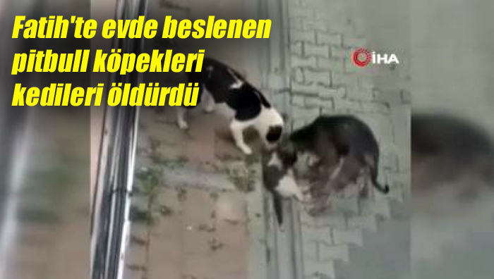 Fatih’te evde beslenen pitbull köpekleri kedileri öldürdü