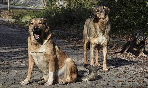 Başıboş Sokak köpekleriyle ilgili düzenleme Meclis’e geliyor